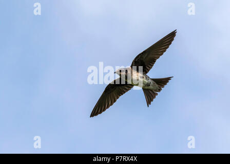 Femme Purple martin (Progne subis) voler dans le ciel bleu, Iowa, États-Unis Banque D'Images