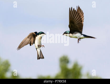 Deux l'hirondelle bicolore (Tachycineta bicolor) interagissant dans le ciel au cours de la fuite, Iowa, États-Unis Banque D'Images