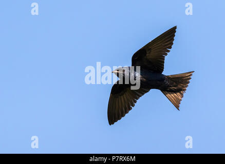 Homme Purple martin (Progne subis) voler dans le ciel bleu, Iowa, États-Unis Banque D'Images