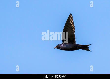 Homme Purple martin (Progne subis) voler dans le ciel bleu, Iowa, États-Unis Banque D'Images