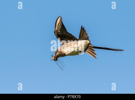 Femme Purple martin (Progne subis) cathicng une libellule dans le ciel, Iowa, États-Unis Banque D'Images