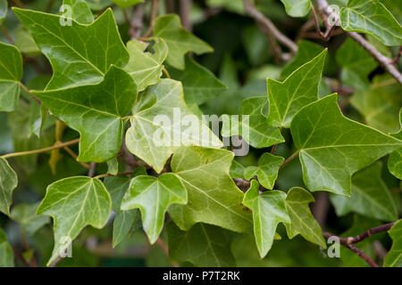 Hedera helix 'Pin Oak' Banque D'Images