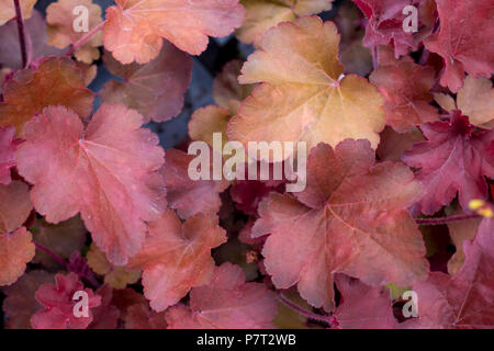 Heuchera 'Blondie' Banque D'Images