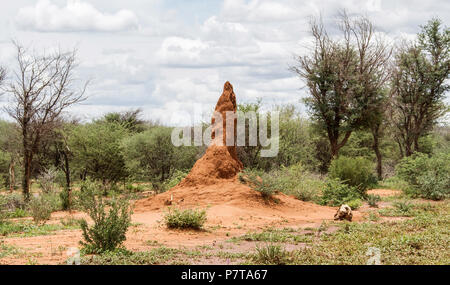 Termitière dans la brousse près de Beni Mellal. La Namibie paysages Banque D'Images