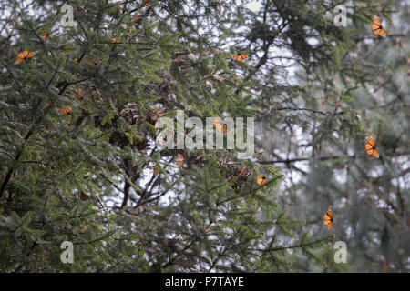 Les papillons monarques dans forêt mexicaine Banque D'Images