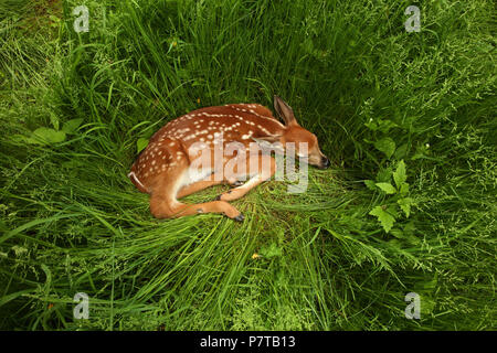 White le cerf de Virginie (Odocoileus virginianus), New York, fauve Banque D'Images