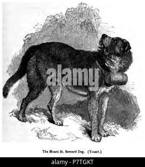 Mont Saint Bernard chien . 1859 2140. Mont St Bernard Dog Banque D'Images