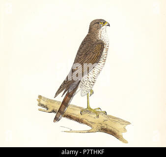 Anglais : c'est une main d'impression couleur d'un jaune d'Eurasie (Accipiter nisus) de Francis Orpen Morris' Une histoire de la oiseaux, publié en 1895. 189512 Accipiter nisus - dimensions - F O Morris-1895 Banque D'Images