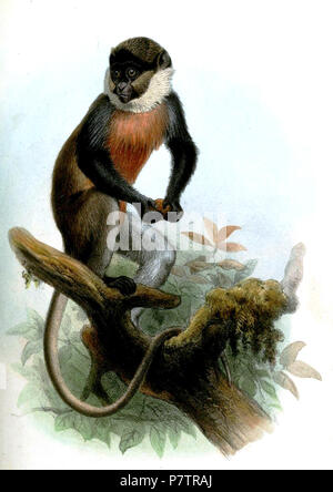 Cercopithecus erythrogaster Cercopithecus erythrogaster erythrogaster  = J.E.Gray, 1866 Anglais : White-throated Guénon . 1866 (publié en 1867) 63 CercopithecusErythrogasterSmit Banque D'Images