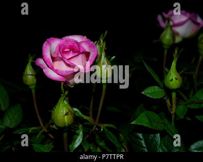 La rose reine de la nuit au jardin Banque D'Images