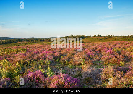 La lande et la bruyère d'été à Rockford commun dans le parc national New Forest dans Hmapshire Banque D'Images