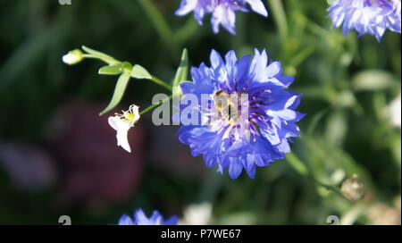 La quête d'une abeille sur une petite fleur bleue Banque D'Images