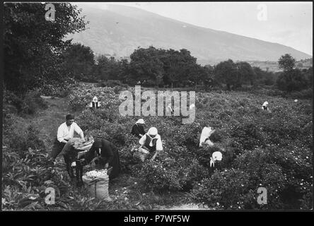 Türkei : Menschen ; Menschen beim Pflücken auf einem Feld. à partir de 1939 jusqu'à 1940 69 CH-NB - Spanien- Menschen - Annemarie Schwarzenbach - SLA-Schwarzenbach-A-5-19-006 Banque D'Images