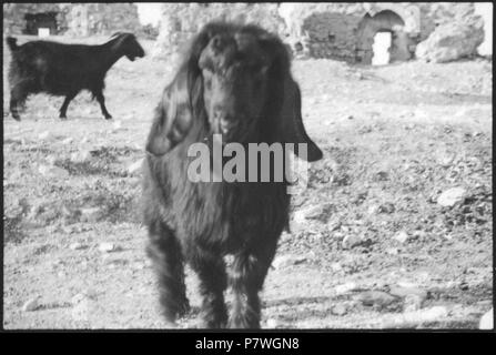 Syrie, Alep : Schaf Schaf. à partir de 1933 ; jusqu'en 1934, 83 CH-NB - Syrie, Alep- Schaf - Annemarie Schwarzenbach - SLA-Schwarzenbach-A-5-03-046 Banque D'Images
