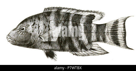 Les noms d'espèces / vérification de l'identité nécessaire. Les plaques d'origine a montré les poissons vers la droite et ont été renversée ici. Cheilinus fasciatus . 187889 Cheilinus fasciatus Mintern 84 Banque D'Images