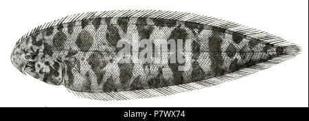 Les noms d'espèces / vérification de l'identité nécessaire. Les plaques d'origine a montré les poissons vers la droite et ont été renversée ici. Cynoglossus puncticeps . 101 puncticeps 1878 Cynoglossus Jour 97 Banque D'Images