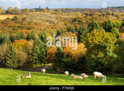 Un affichage à l'automne et à travers l'Arboretum Bodenham forestiers Worcestershire, Wolverley, Kidderminster, Worcestershire, Angleterre, Europe Banque D'Images