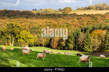 Un affichage à l'automne et à travers l'Arboretum Bodenham forestiers Worcestershire, Wolverley, Kidderminster, Worcestershire, Angleterre, Europe Banque D'Images