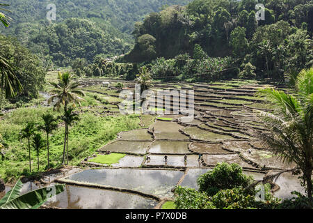 Les terrasses de riz remplis d'eau au moment de la plantation, près de Detusoko, à l'Est de Nusa Tenggara, en Indonésie Banque D'Images