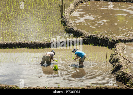 Deux femme debout dans un repiquage du riz paddy riz pousses, près de Detusoko, à l'Est de Nusa Tenggara, en Indonésie Banque D'Images