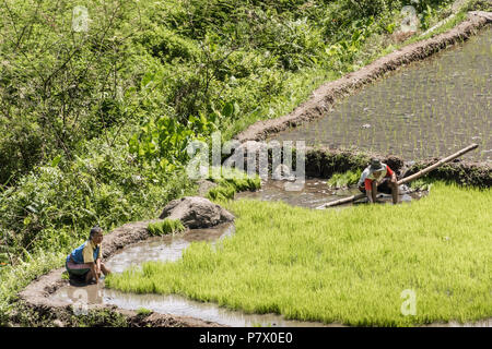 L'homme et la femme la récolte des plants de riz pour la plantation dans les champs remplis d'eau, près de Detusoko, à l'Est de Nusa Tenggara, en Indonésie Banque D'Images