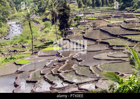 Terrasses de riz à semis, près de Detusoko, à l'Est de Nusa Tenggara, en Indonésie Banque D'Images