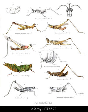 Eumastacidae représentant, Orthoptères 1) Plagiotriptus Plagiotriptus hippiscus Gerst (Genre) 2) Thaumastax Thaumastax monstrum Burr (Genre) 3) Eumastax Eumastax vittata Burr (Genre) 5) Eumastax Eumastax tipularia Gerst (Genre) 6) Masyntes Masyntes versicolor Burr (Genre) 7) Masyntes Masyntes tigre Burr (Genre) obtusifrons Thericles 8) Stal (genre Thericles) 9) Thericles Thericles zebra Gerst (Genre) 10) Miraculum mirificum Bol (genre Miraculum) . 1903 154 genres Insectorum Eumastacidae Banque D'Images