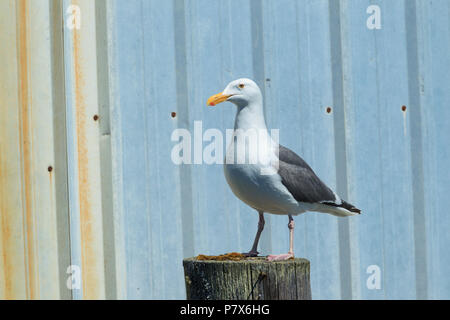 Harring un goéland argenté (Larus argentatus, se dresse sur un pilotis par un vieux bâtiment à Garibaldi, Oregon. Banque D'Images