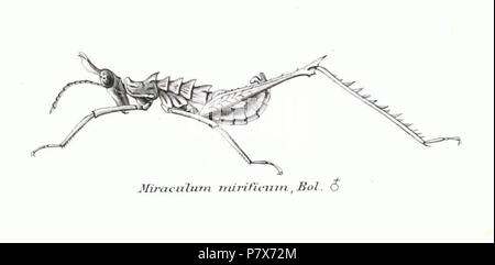 Anglais : Genres Insectorum - Miraculum mirificum la découpe à partir de l'original (Eumastacidae Genres Insectorum.jpg) indiqué ci-dessous . 169 - 1903 Genres Insectorum Miraculum mirificum Banque D'Images