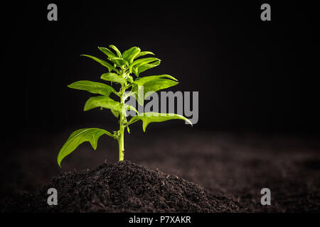 Les jeunes épinards plante poussant dans le sol Banque D'Images