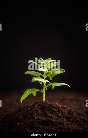De plus en plus d'épinards biologiques sains dans le sol Banque D'Images