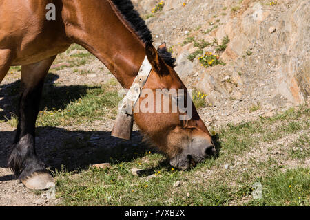 Libre d'un cheval dans les Pyrénées d'Andorre transportant une cloche autour de son cou et mange de l'herbe. Banque D'Images