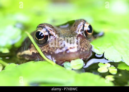 Rana temporaria Grenouille commune européenne Banque D'Images