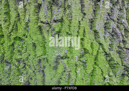 De gros plan l'écorce des arbres avec mousse verte au printemps. Banque D'Images
