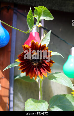 Rouge Un tournesol (Helianthus) croissant contre un hangar dans un jardin de campagne anglaise. Banque D'Images