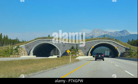 Animal Crossing sur la route Transcanadienne au parc national Banff en Alberta, Canada. Banque D'Images