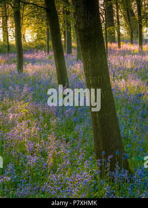 Deux parmi les arbres inclinés un tapis de jacinthes. Banque D'Images