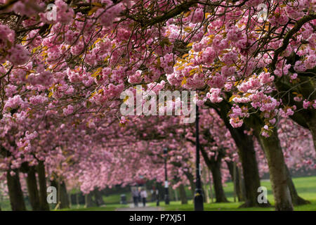Une verrière de cerisiers en fleurs roses domine un sentier au printemps, le ery, Harrogate, North Yorkshire, Angleterre, ROYAUME-UNI. Banque D'Images