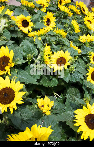 L'image plein cadre de la floraison du tournesol - John Gollop Banque D'Images