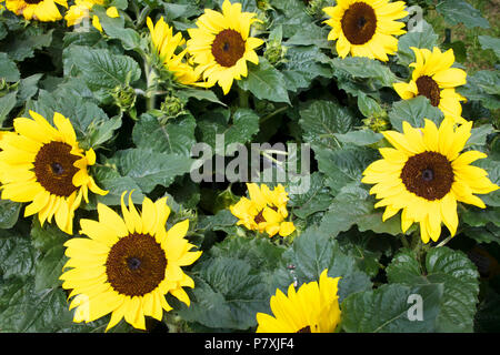 L'image plein cadre de la floraison du tournesol - John Gollop Banque D'Images