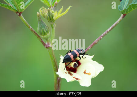 Une belle fleur Ladiesfinger manger bug Banque D'Images