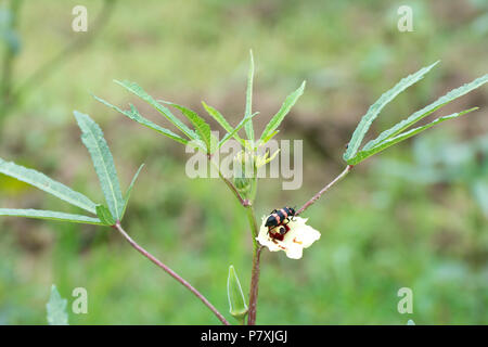 Une belle fleur Ladiesfinger manger bug Banque D'Images