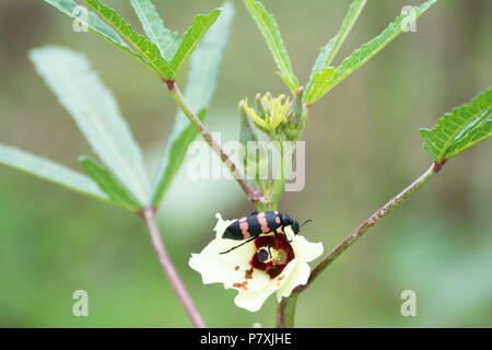 Une belle fleur Ladiesfinger manger bug Banque D'Images