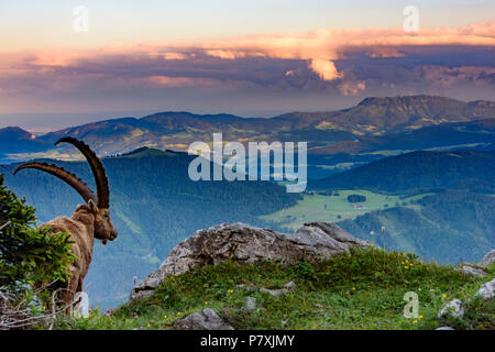 Fladnitz an der Teichalm : homme Alpensteinbock, bouquetin (Capra ibex), vue depuis le mont Rote Wand (à droite) pour monter en montagne, Schöckl Grazer Bergland dans un Banque D'Images