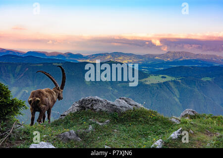 Fladnitz an der Teichalm : homme Alpensteinbock, bouquetin (Capra ibex), vue depuis le mont Rote Wand (à droite) pour monter en montagne, Schöckl Grazer Bergland dans un Banque D'Images