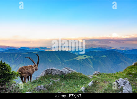 Fladnitz an der Teichalm : homme Alpensteinbock, bouquetin (Capra ibex), vue depuis le mont Rote Wand (à droite) pour monter en montagne, Schöckl Grazer Bergland dans un Banque D'Images