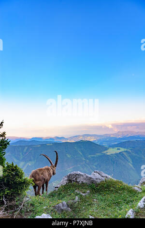 Fladnitz an der Teichalm : homme Alpensteinbock, bouquetin (Capra ibex), vue depuis le mont Rote Wand (à droite) pour monter en montagne, Schöckl Grazer Bergland dans un Banque D'Images