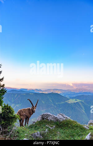 Fladnitz an der Teichalm : homme Alpensteinbock, bouquetin (Capra ibex), vue depuis le mont Rote Wand (à droite) pour monter en montagne, Schöckl Grazer Bergland dans un Banque D'Images