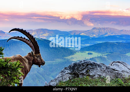 Fladnitz an der Teichalm : homme Alpensteinbock, bouquetin (Capra ibex), vue depuis le mont Rote Wand (à droite) pour monter en montagne, Schöckl Grazer Bergland dans un Banque D'Images