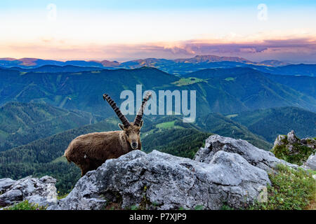 Fladnitz an der Teichalm : homme Alpensteinbock, bouquetin (Capra ibex), vue depuis le mont Rote Wand (à droite) pour monter en montagne, Schöckl Grazer Bergland dans un Banque D'Images